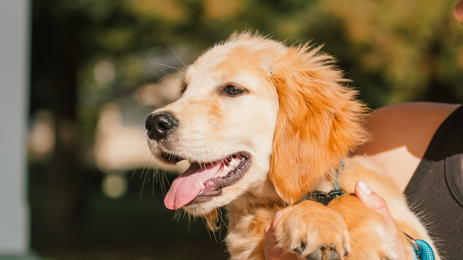 Vet clinic adds after-hours triage with zero misroutes